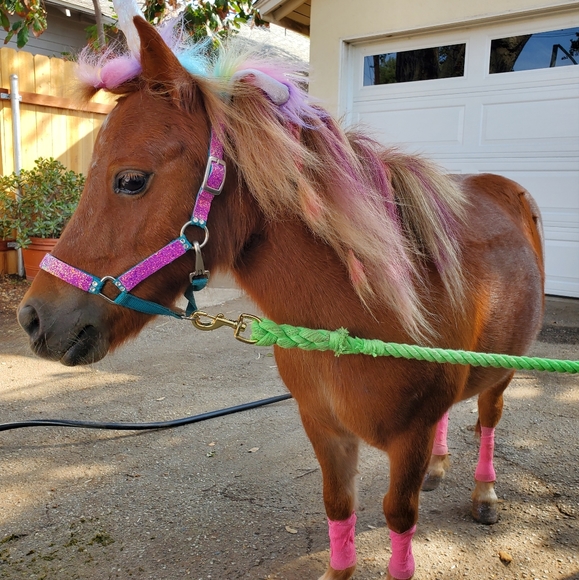 Meet your Posher, Maggie - Picture 1 of 1